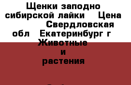 Щенки заподно-сибирской лайки! › Цена ­ 4 500 - Свердловская обл., Екатеринбург г. Животные и растения » Собаки   . Свердловская обл.